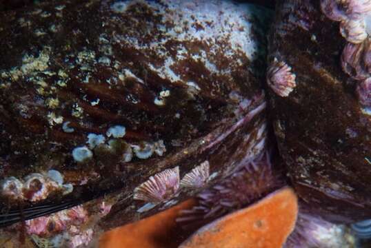 Image of Striped barnacle