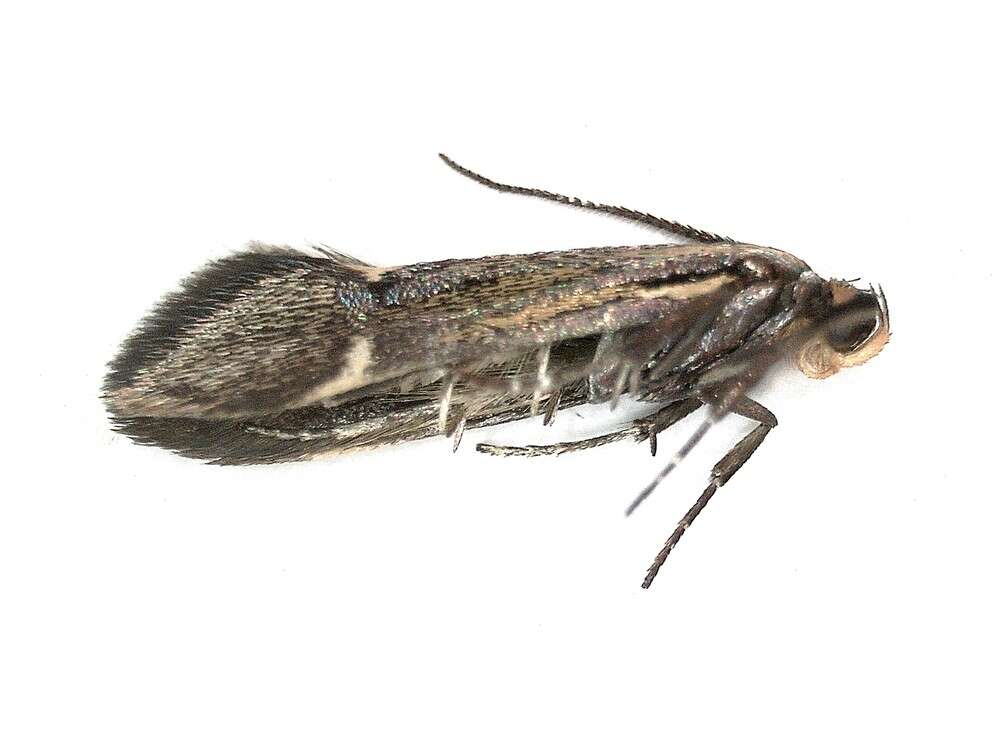 Image of Esperia sulphurella