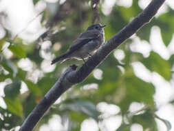 Image of Dark-sided Flycatcher