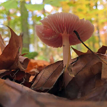 Image of Mycena rosea Gramberg 1912