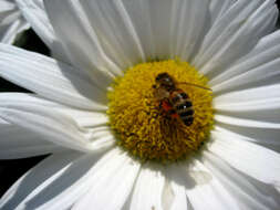 Image of Oxeye Daisy