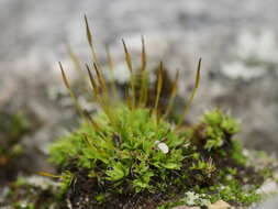 Image of tortula moss