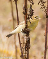 Image of Willow Warbler