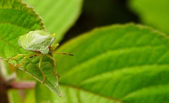 Image of Green shield bug