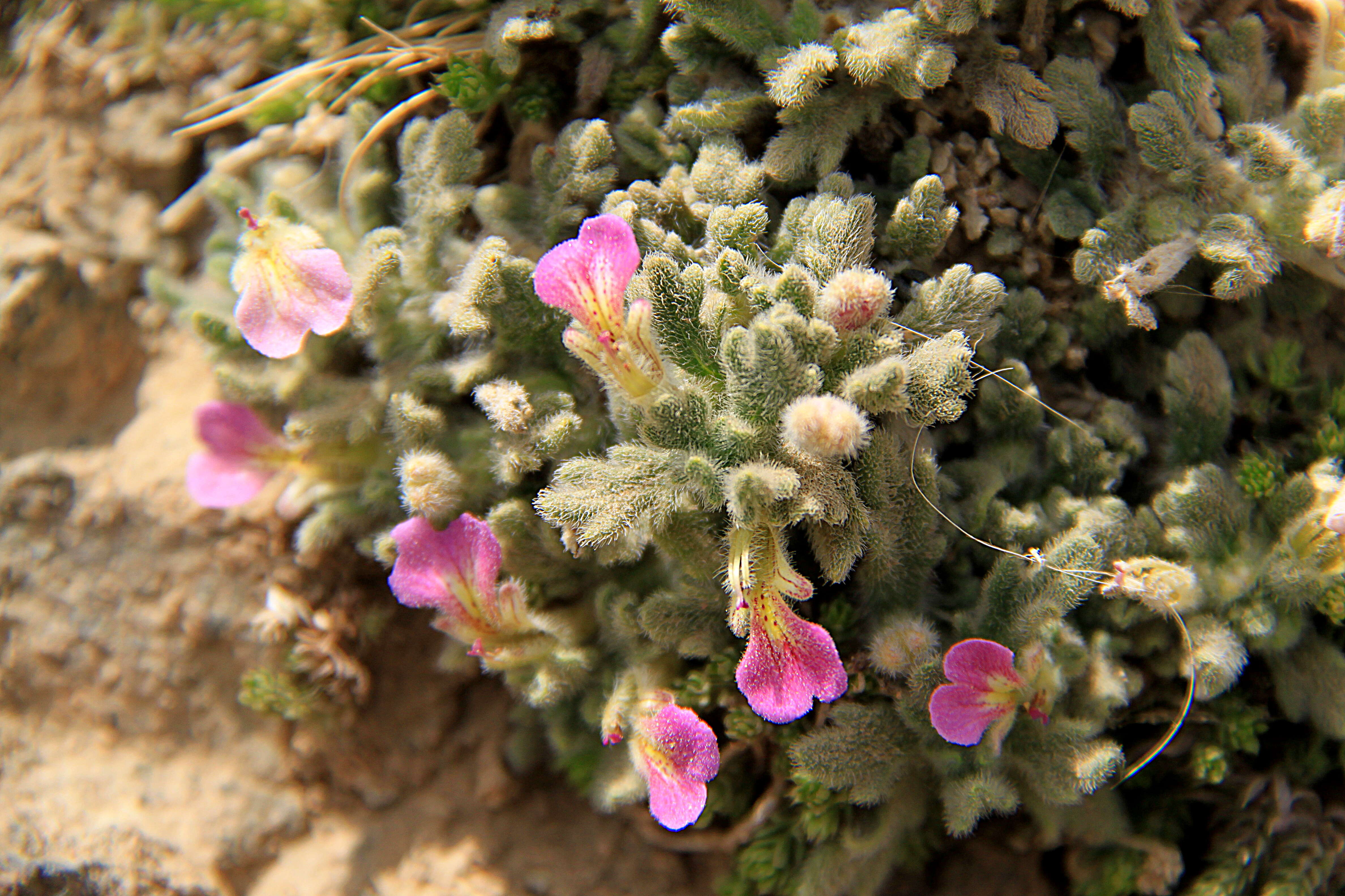 Image of Southern Bugle