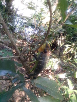 Image of Common green forest lizard