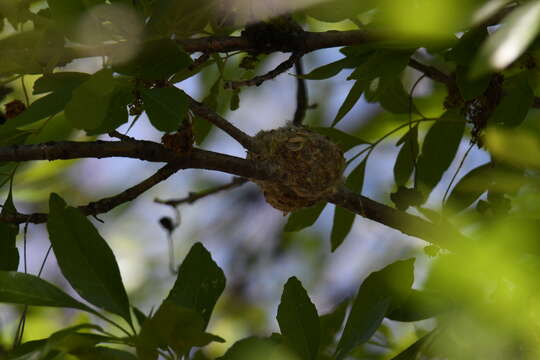 Image of Black-chinned Hummingbird