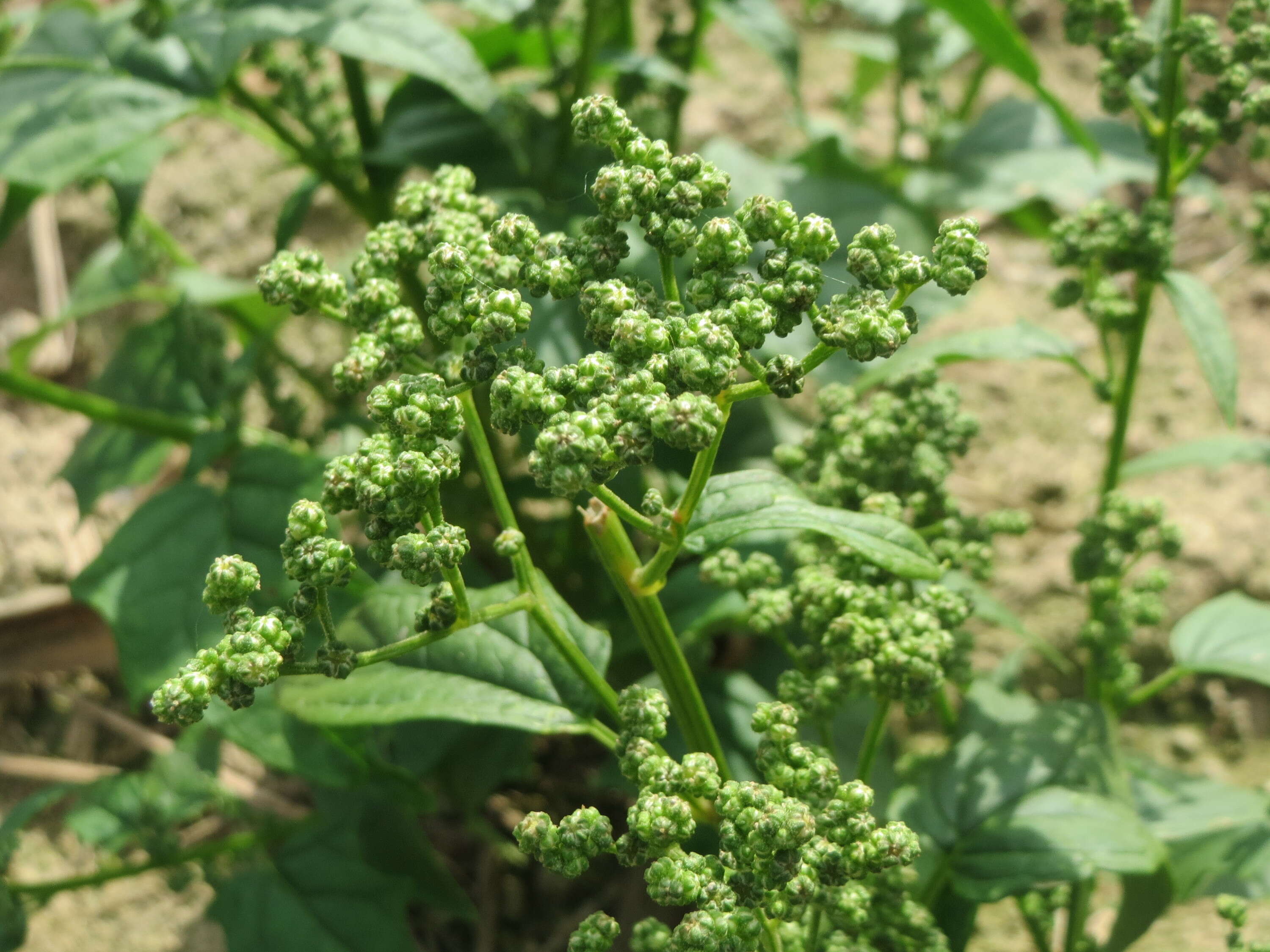 Image de Chenopodiastrum hybridum (L.) S. Fuentes, Uotila & Borsch