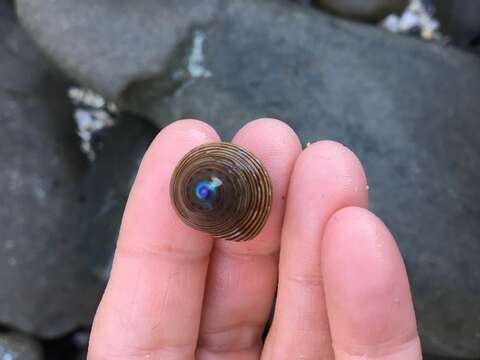 Image of Blue Top Snail