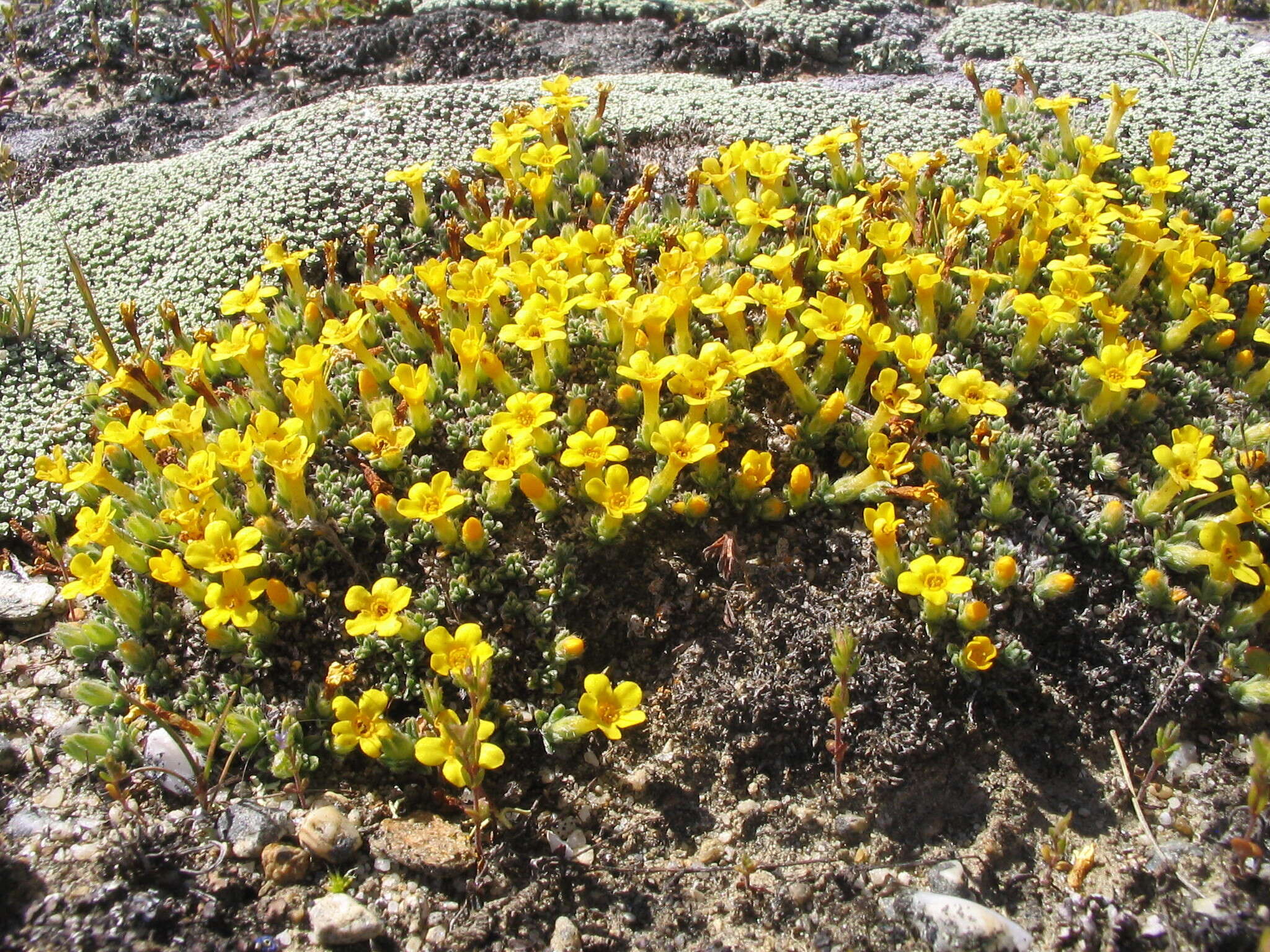 Imagem de Myosotis uniflora Hook. fil.