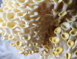 Image of Golden oyster