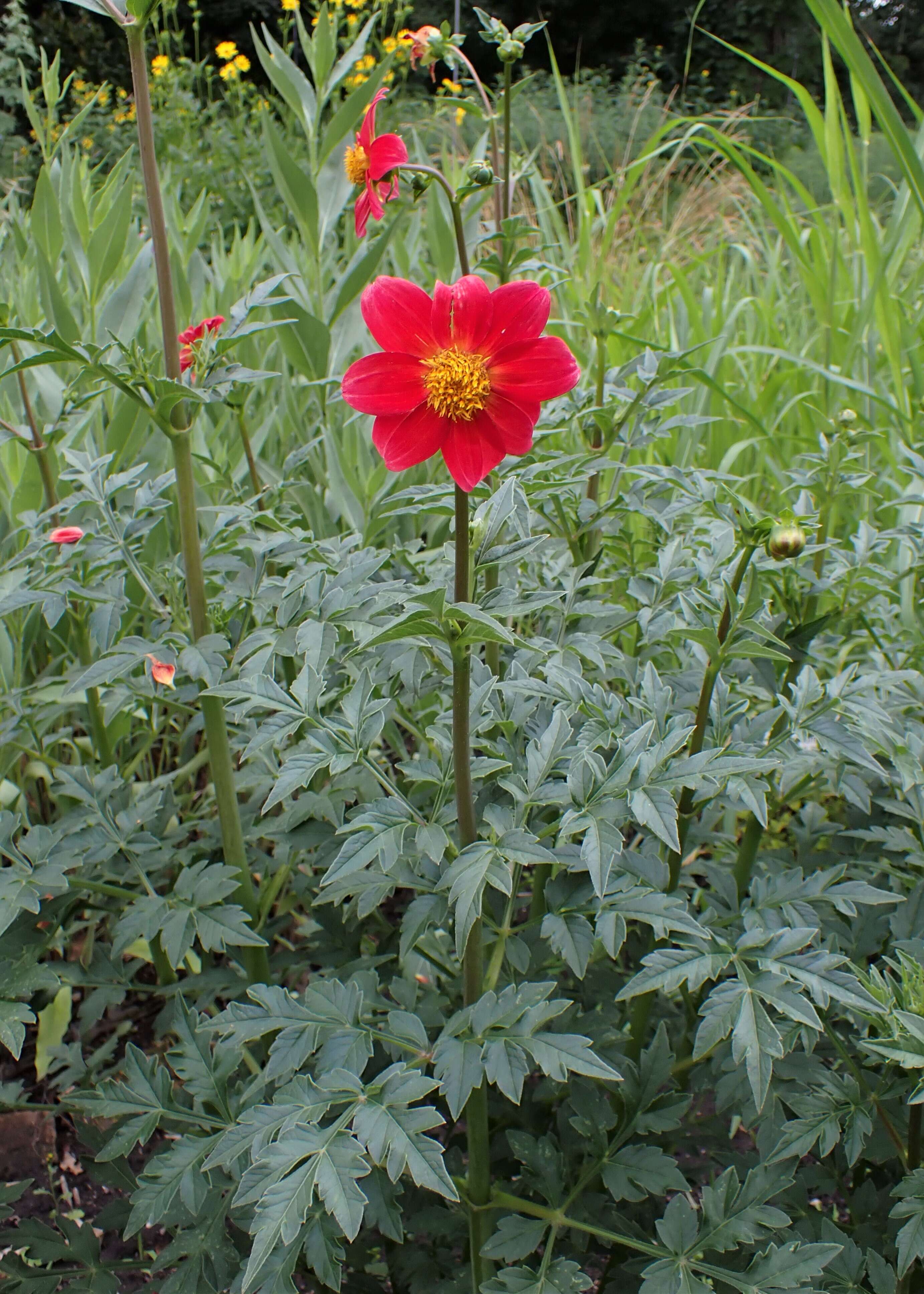 Image of red dahlia