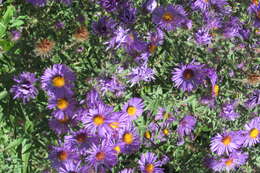 Image of Michaelmas daisy