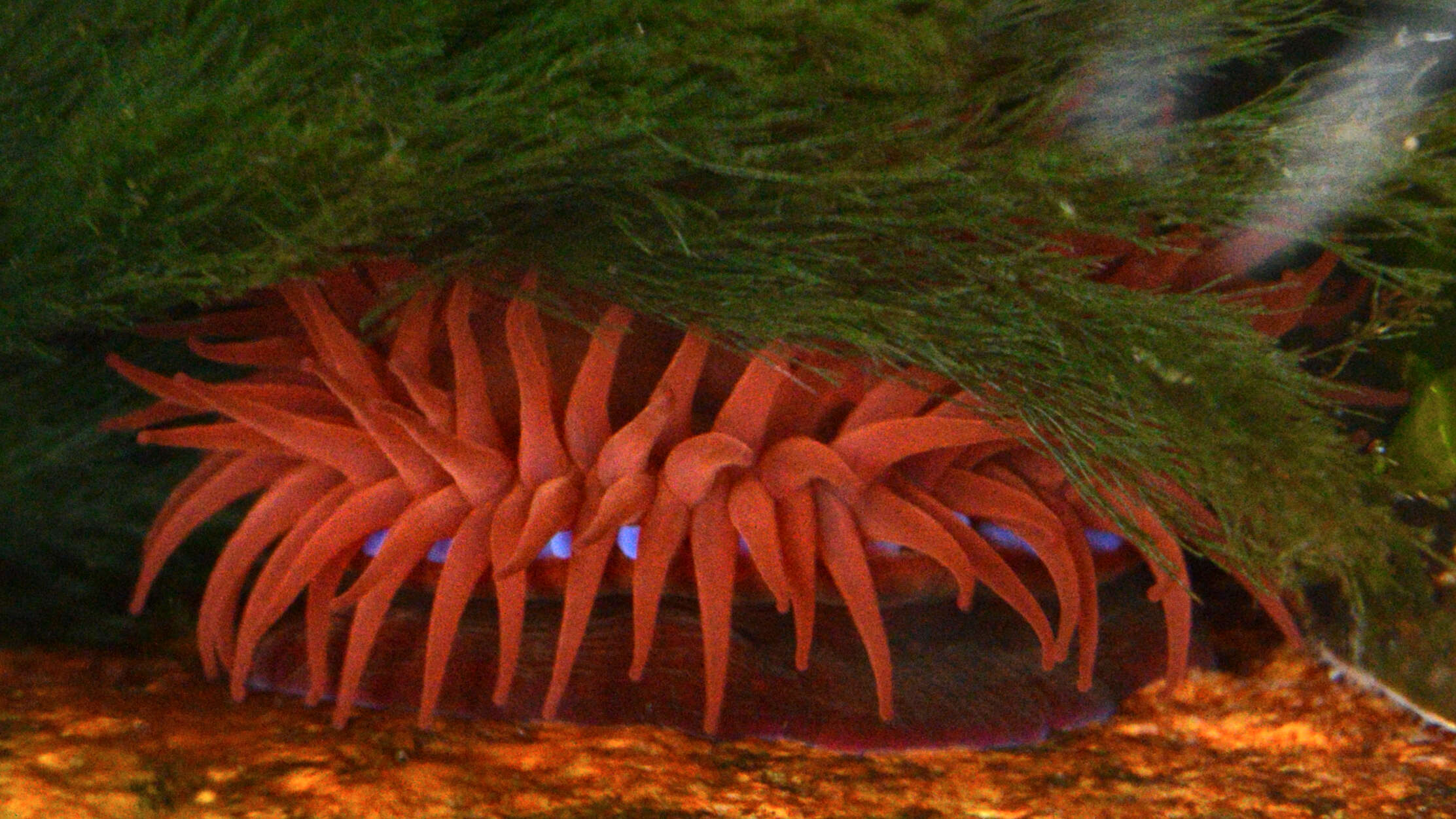 Image de actinie rouge
