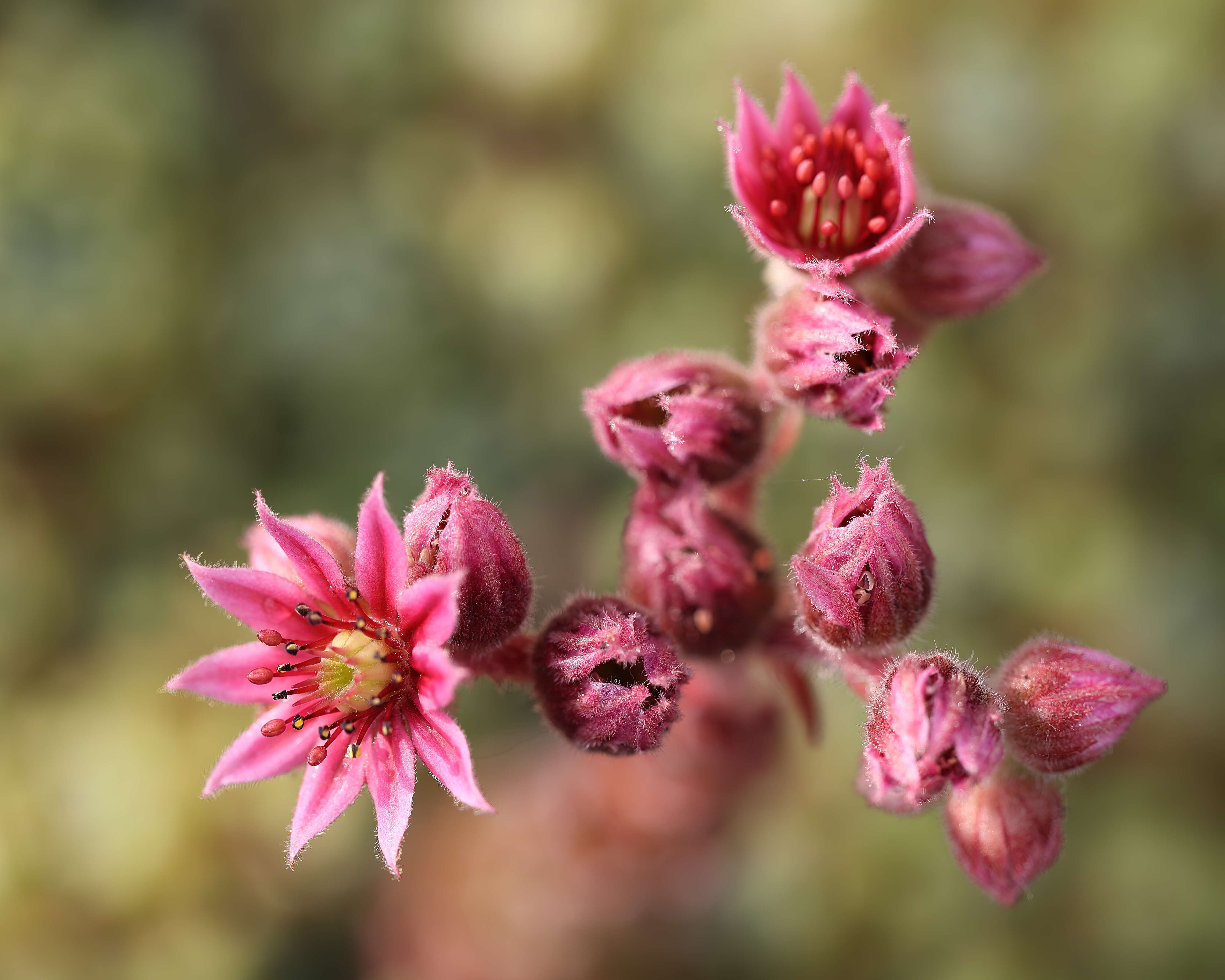 Image of Cobweb Houseleek