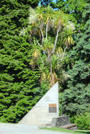 Image of cabbage tree