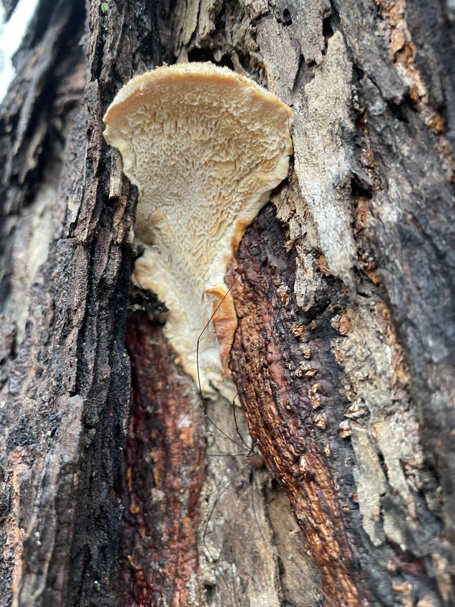 Plancia ëd Spongipellis unicolor (Fr.) Murrill 1907