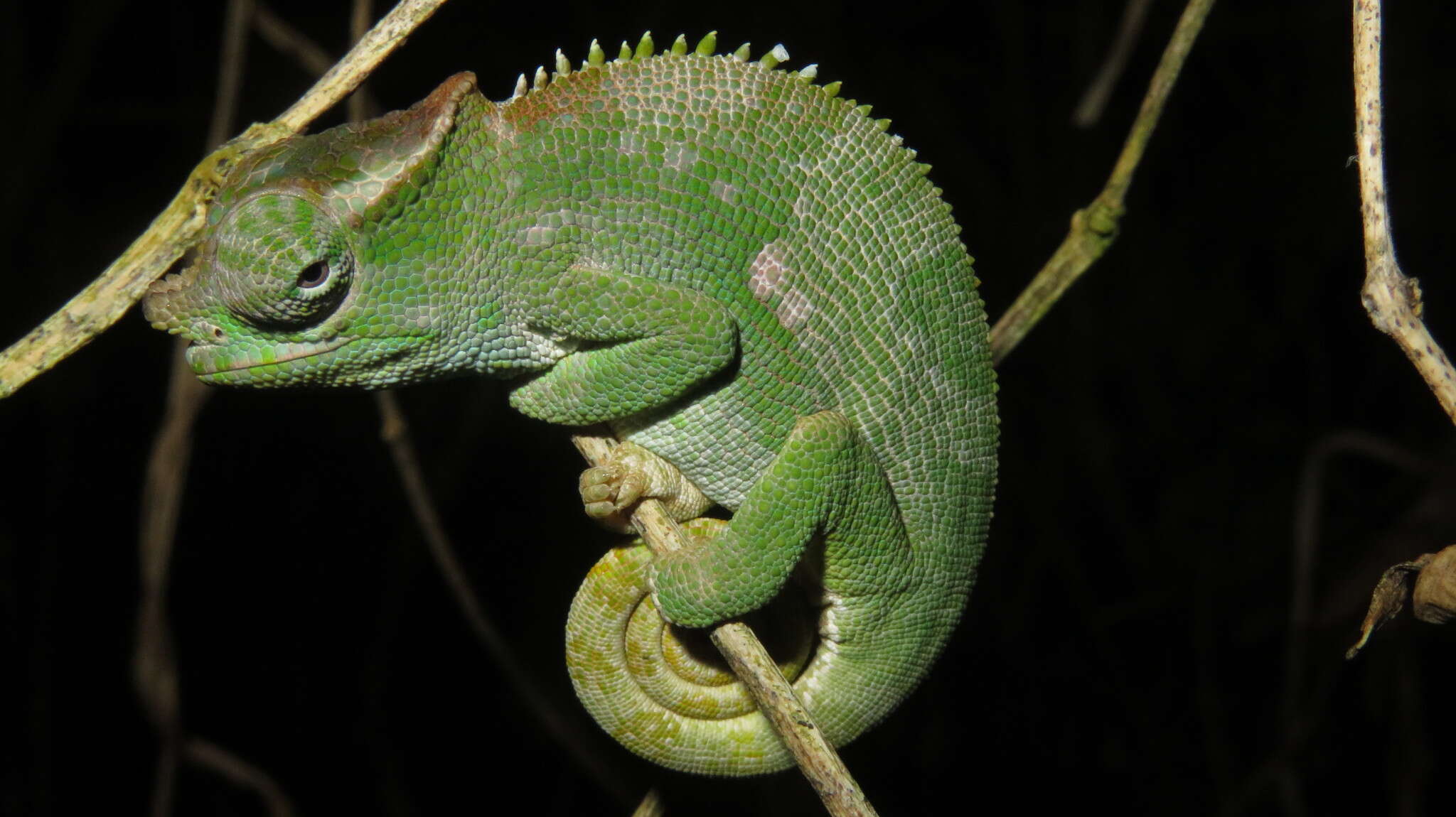 Image of West Usambara Blade-horned Chameleon