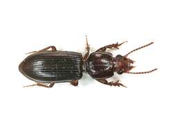 Image of Ground beetle