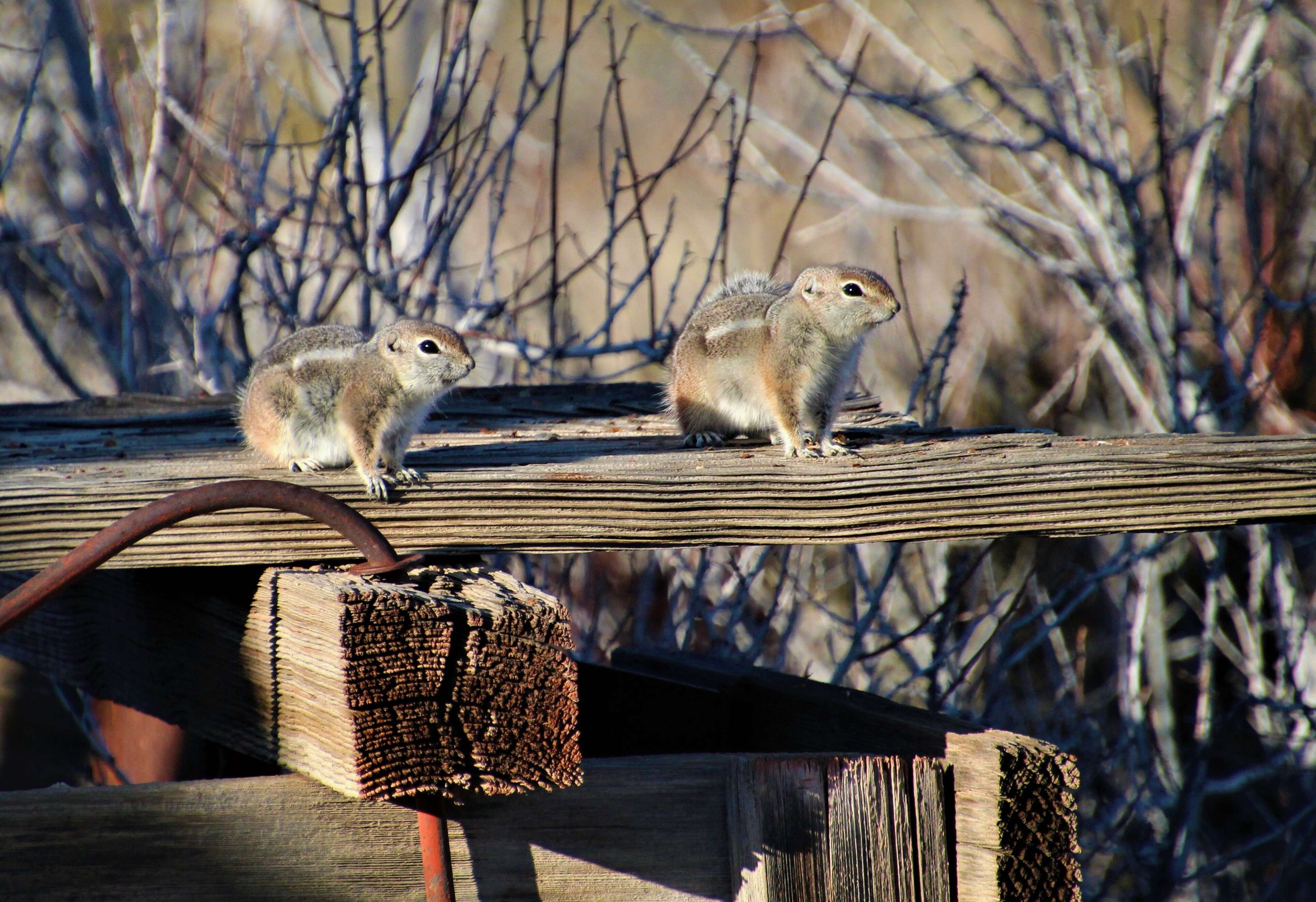 Image of white-tailed antelope squirrel