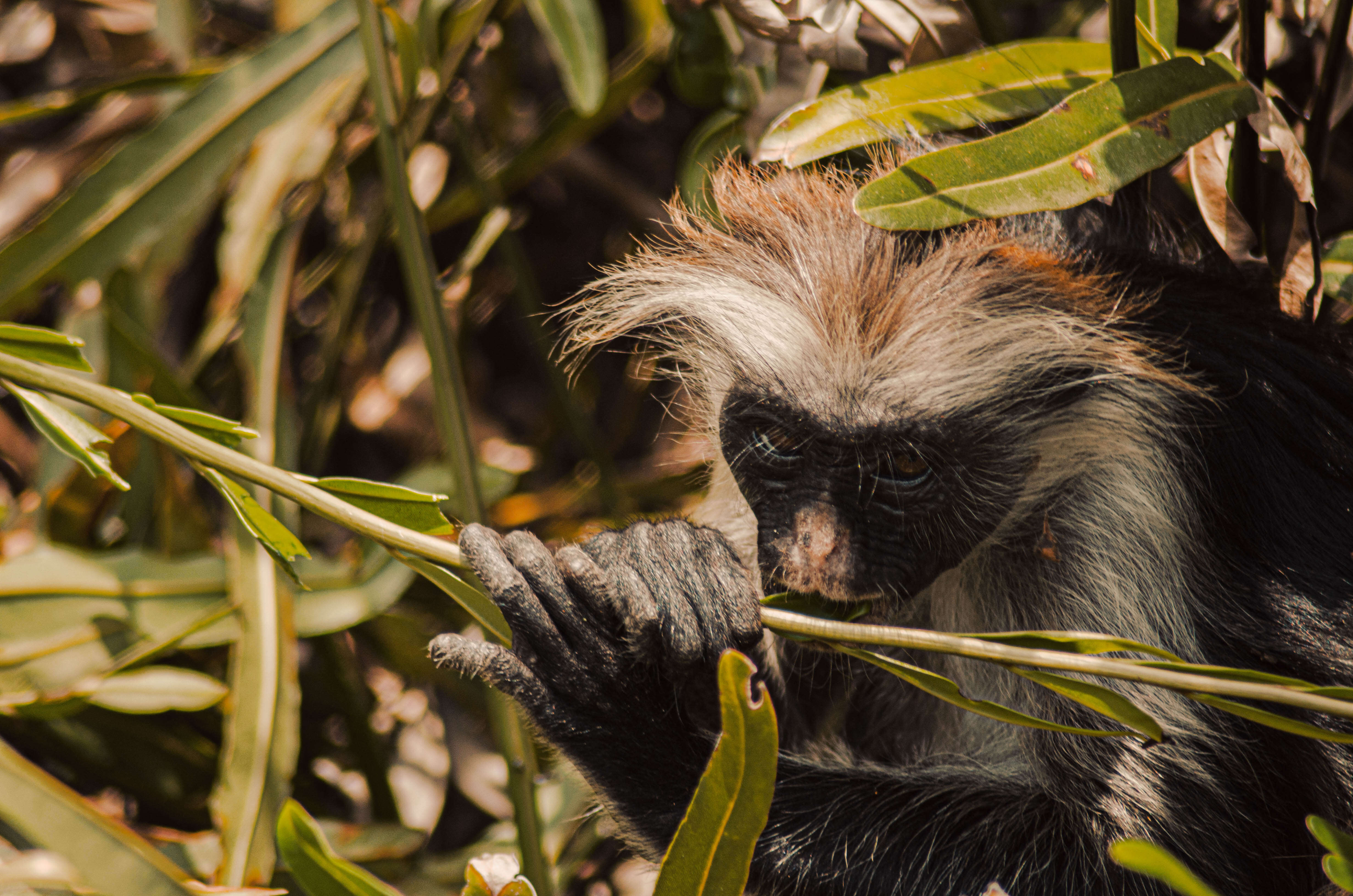 Plancia ëd Piliocolobus kirkii (Gray 1868)