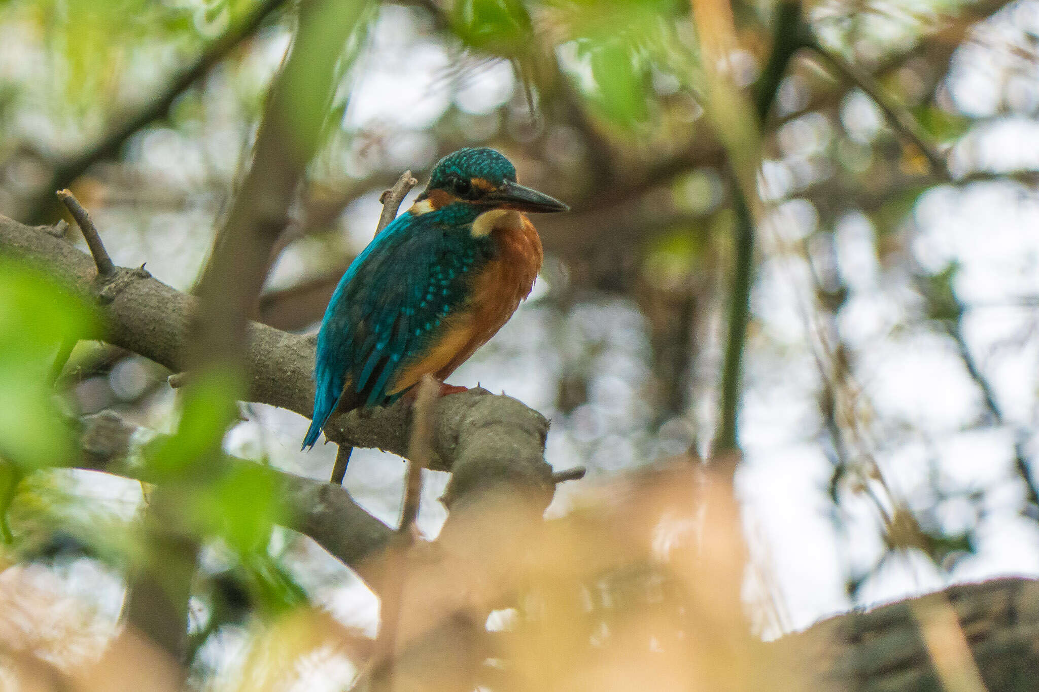 Image of Common Kingfisher