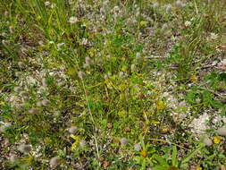 Image of Bohemian Sedge