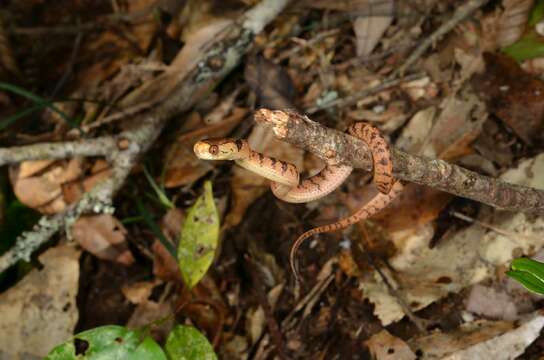 Image of Hampton's Slug Snake