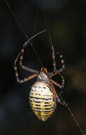 Image of Banded Argiope