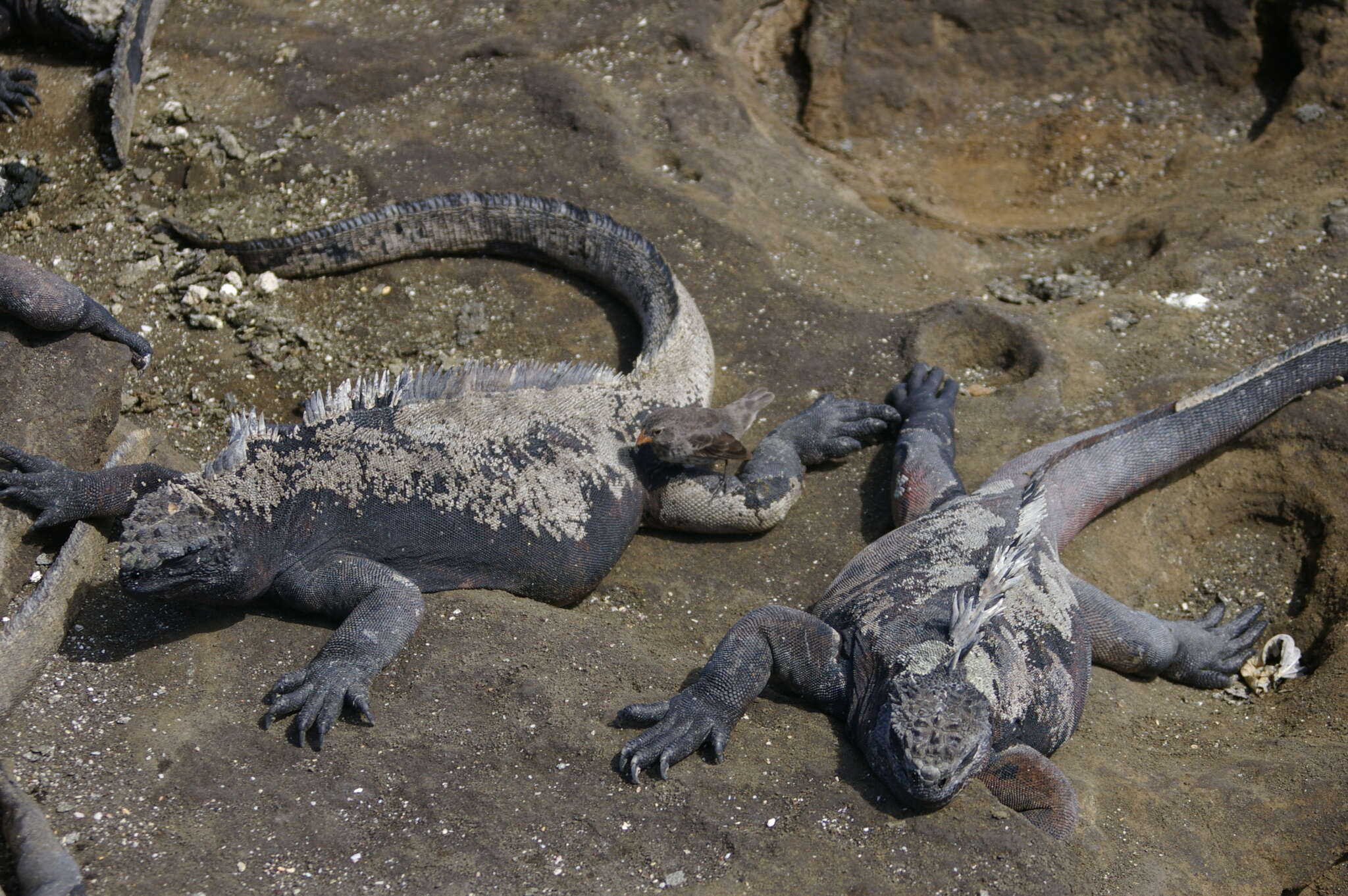 Image of marine iguana