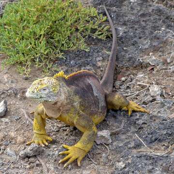 Image of Galapagos Land Iguana