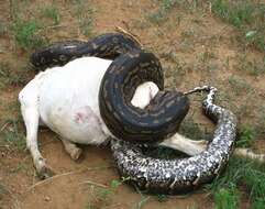 Image of Southern African Python