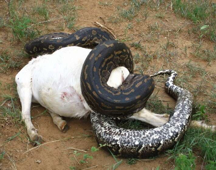 Image of Southern African Python