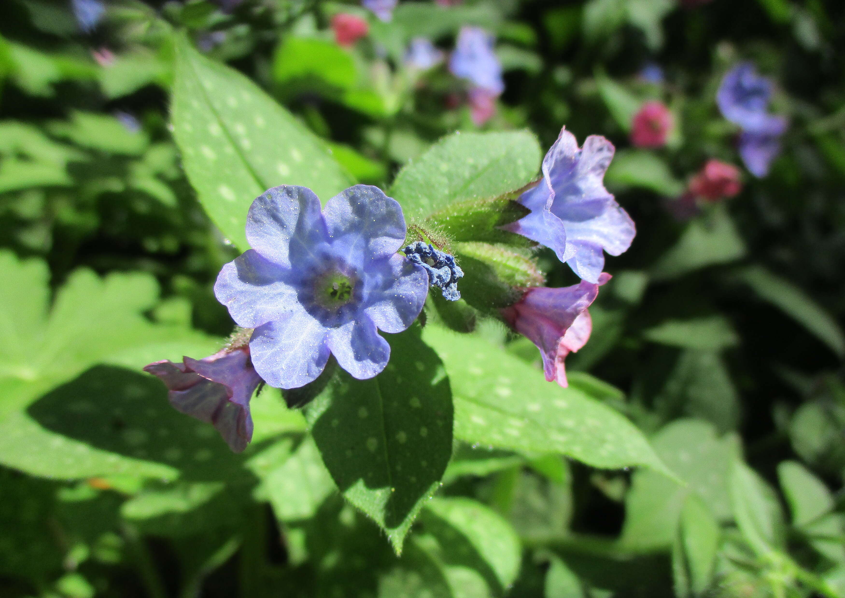 Image of Lungwort