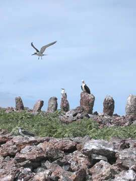 Image of Great Frigatebird