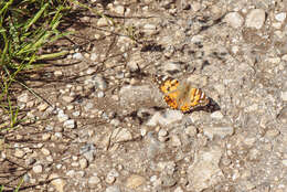 Image of Vanessa cardui