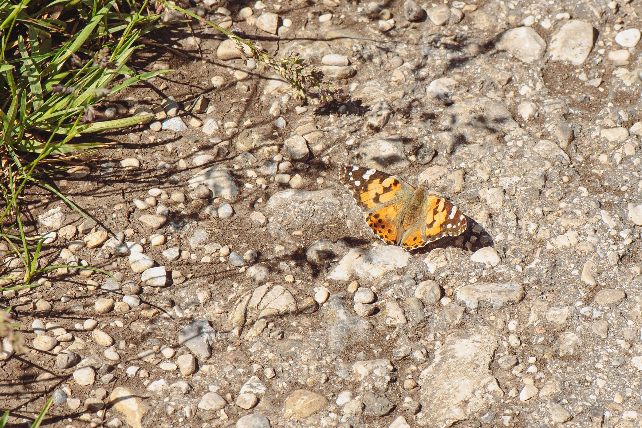 Image of Vanessa cardui