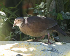 Image of White-throated Quail-Dove