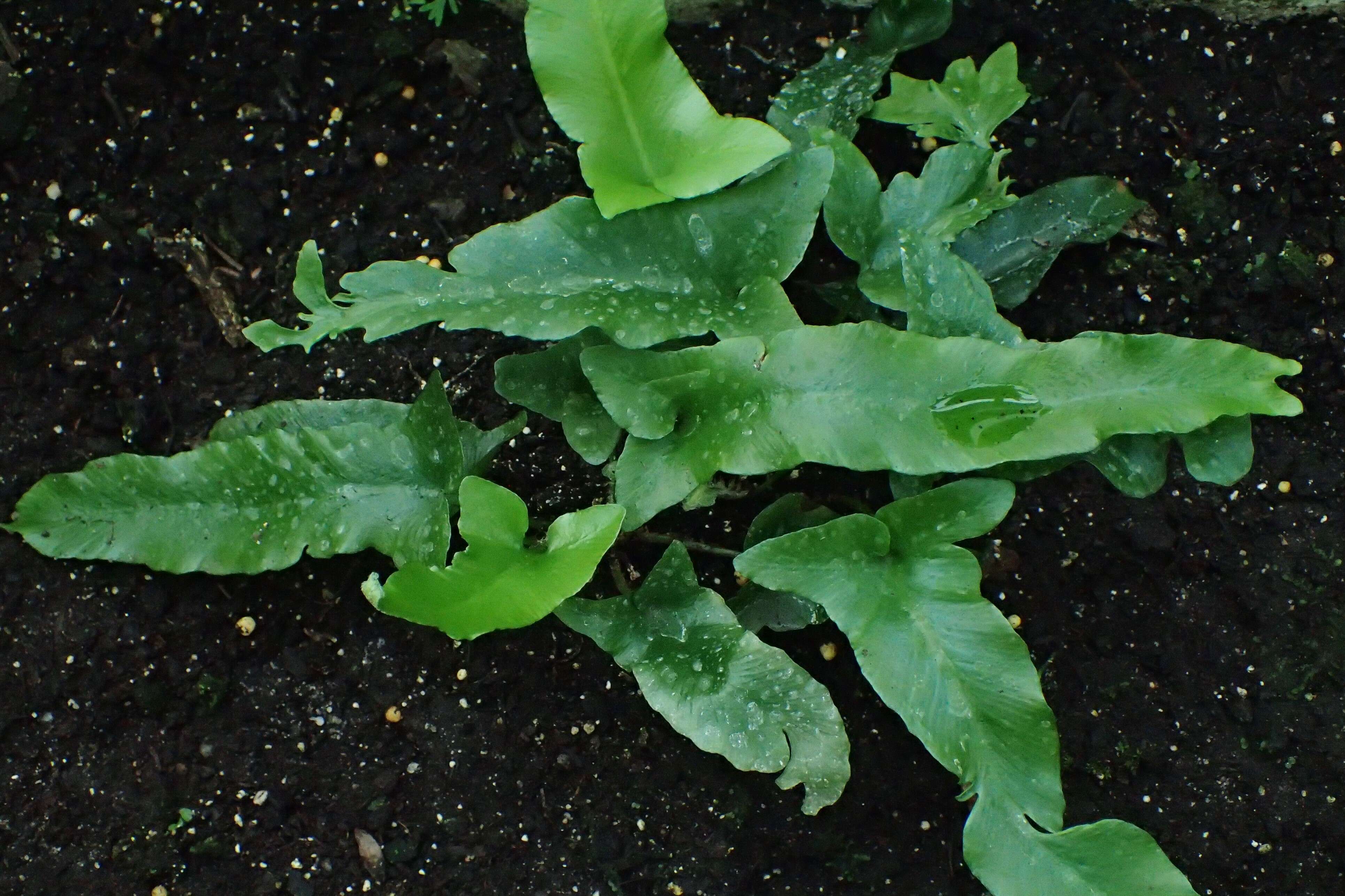 Image of Asplenium sagittatum (DC.) A. J. Bange