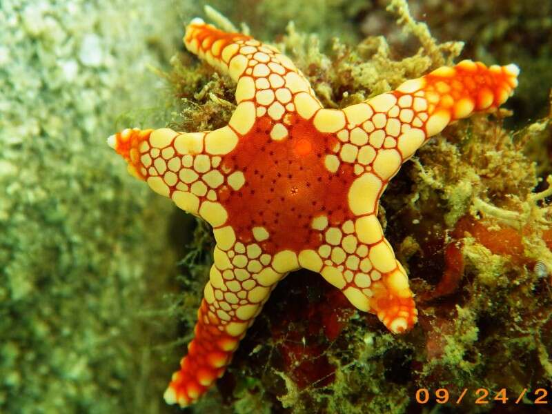 Image of Red and pink sea star