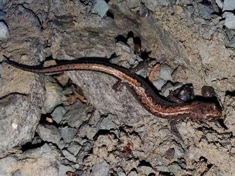 Plethodon dorsalis Cope 1889 resmi