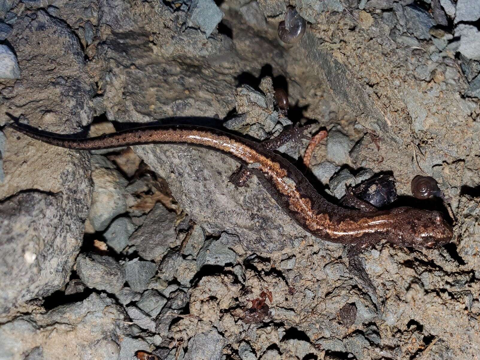 Image of Northern Zigzag Salamander