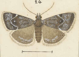 Image of Asterivora nivescens Philpott 1926