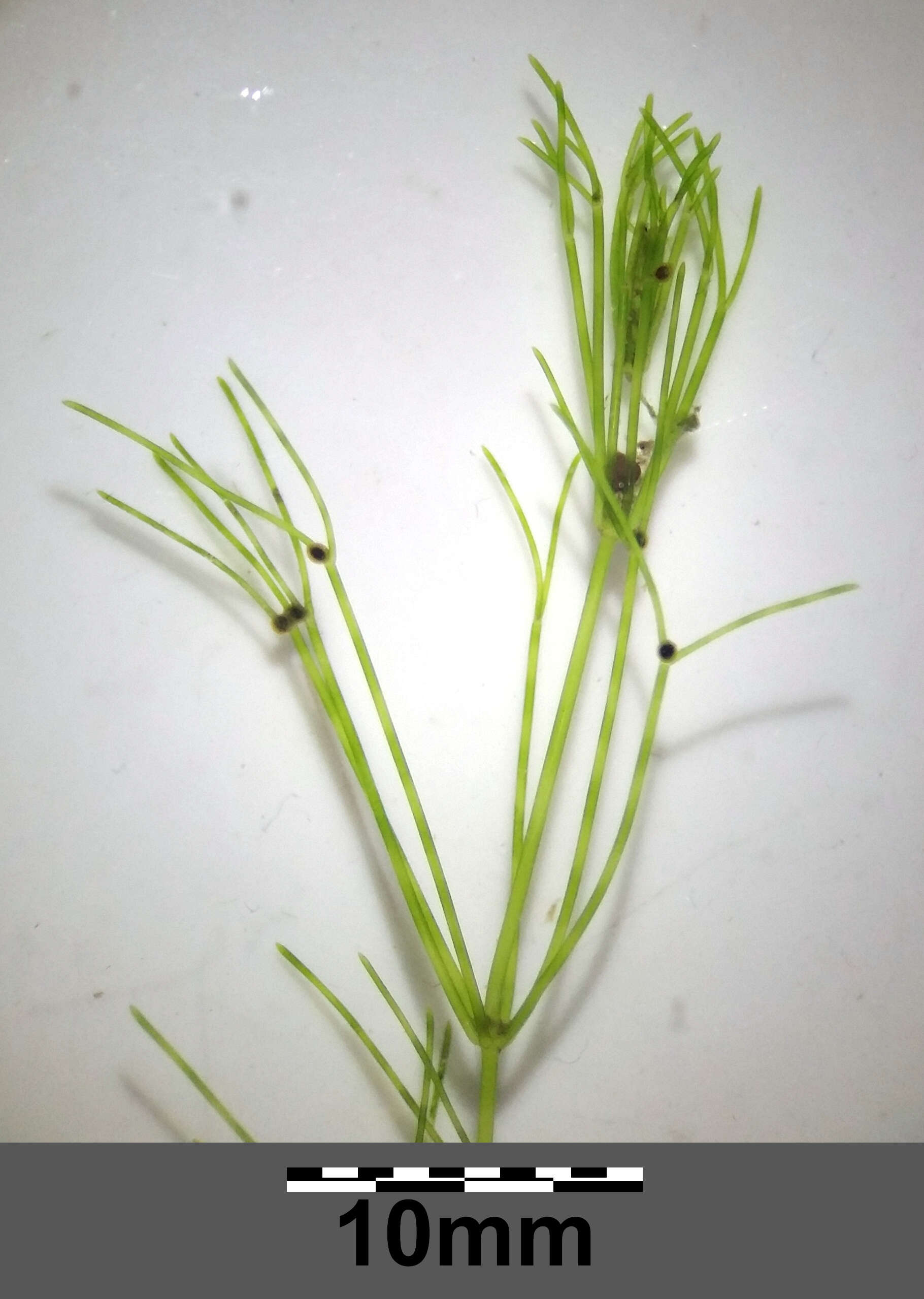 Image of Stonewort