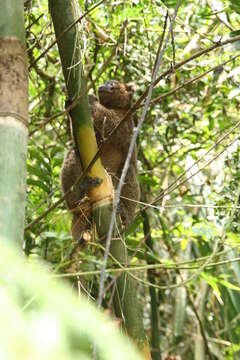 Image of Prolemur Gray 1870