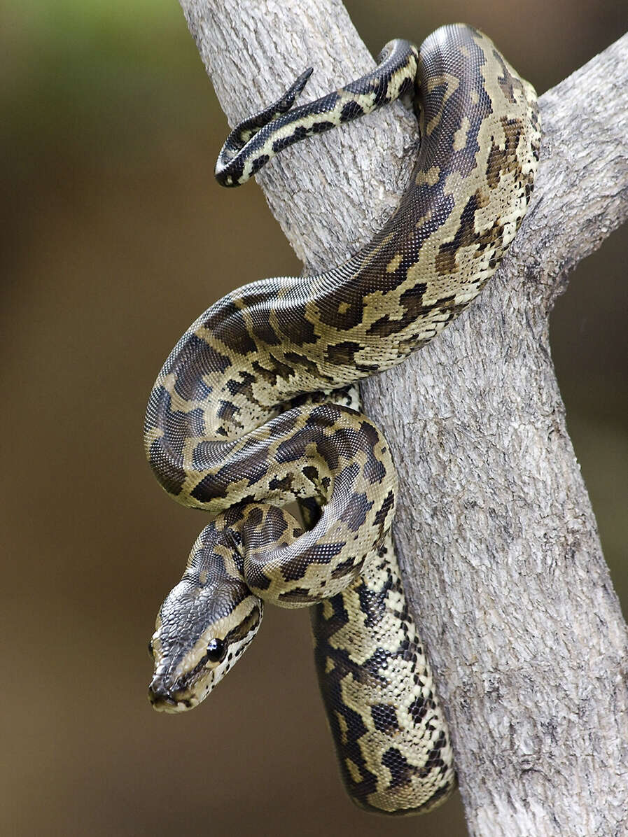 Image de Python natalensis A. Smith 1840