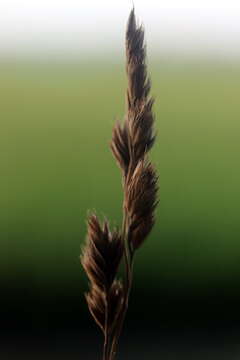 Image of Cocksfoot or Orchard Grass