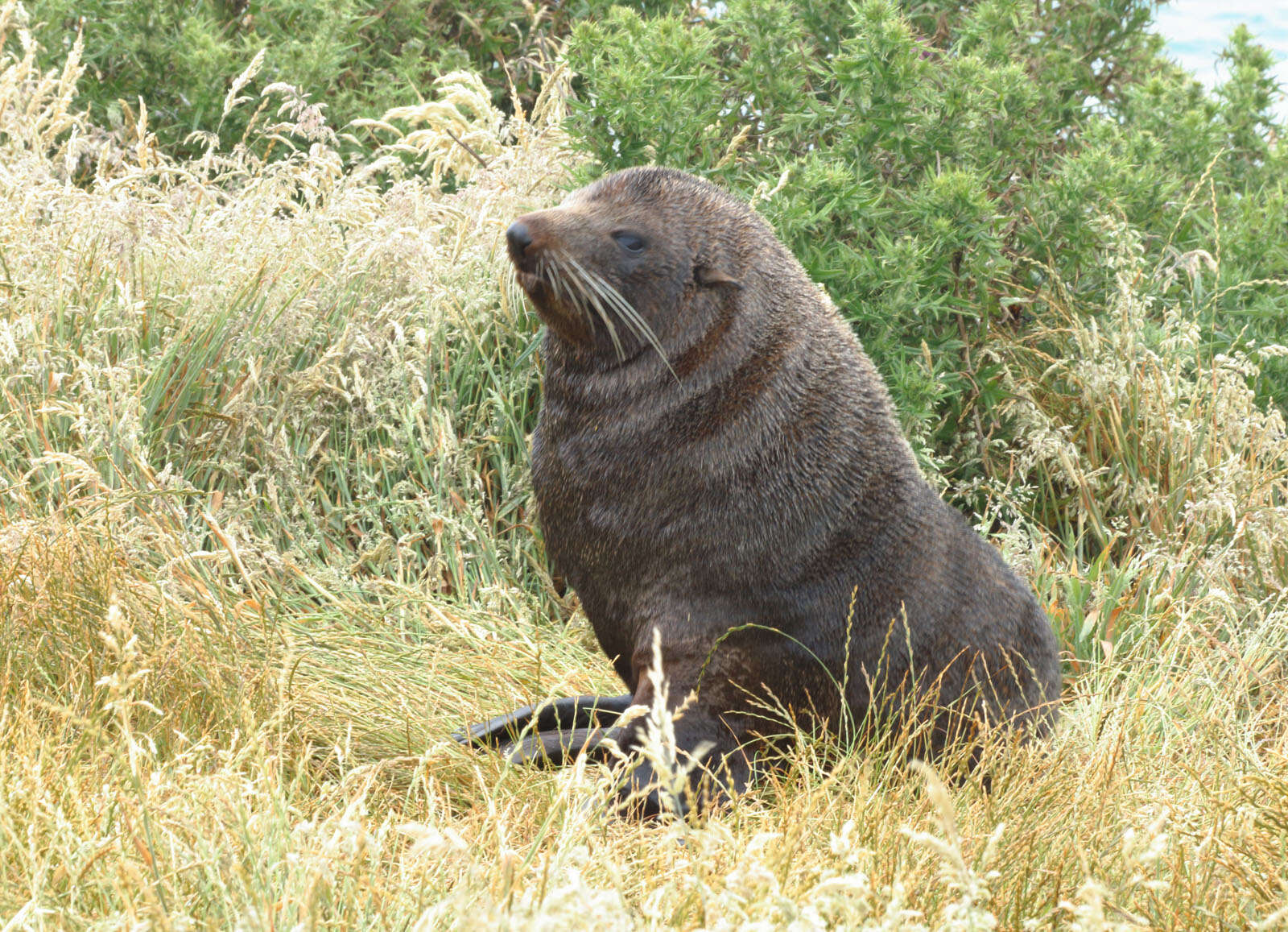 Image of Antipodean Fur Seal