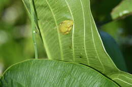 Image of American Green Treefrog