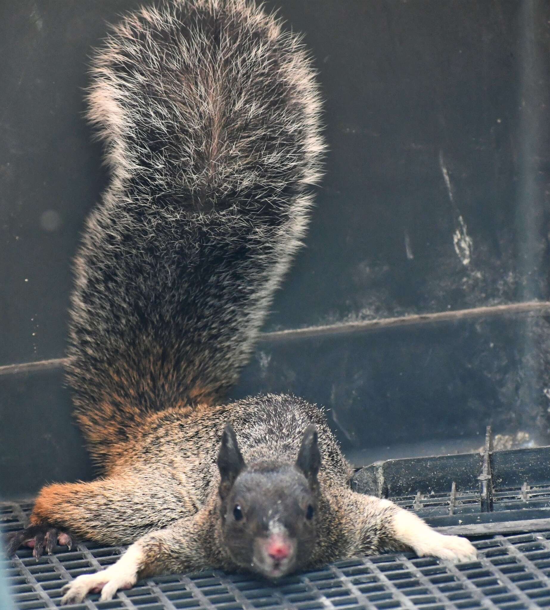 Image of Guayaquil Squirrel